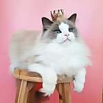 Princess Aurora
