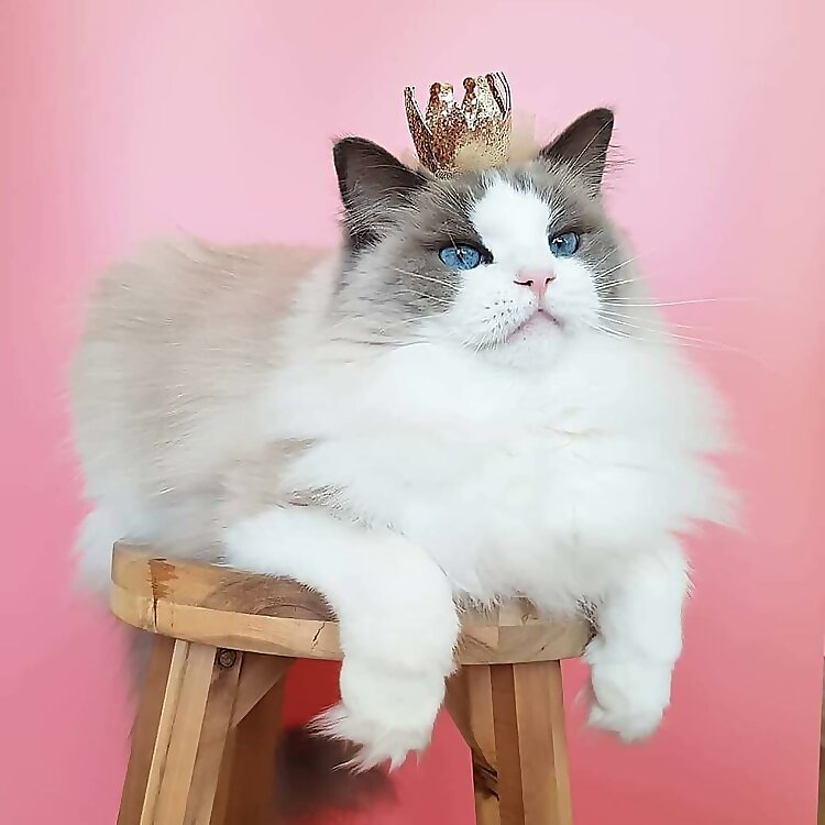Princess Aurora