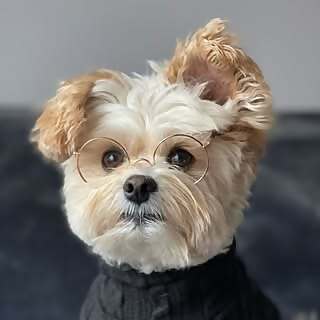 Popeye the Foodie Dog