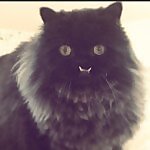 Princess Monster Truck