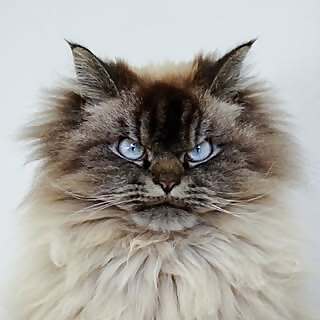 Merlin The Mad Ragdoll