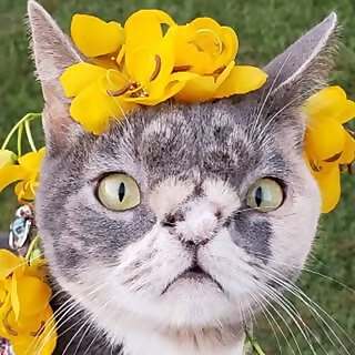 Willow the Beautiful Cat