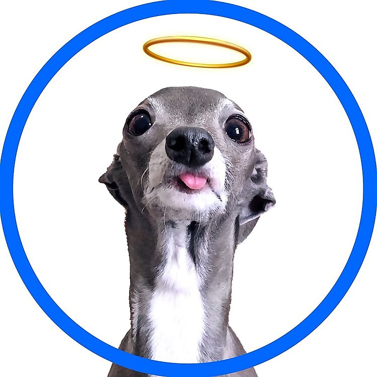 Tika the Iggy