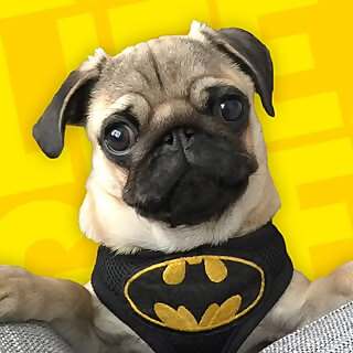 Batpug