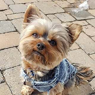 Little Leo