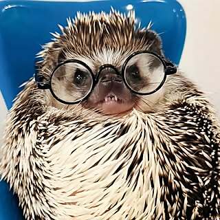 Lionel And Lilo The Hedgehogs