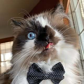 Mr. Cricket