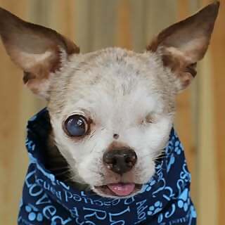 Harley