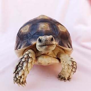 Ethel the Glamour Tort