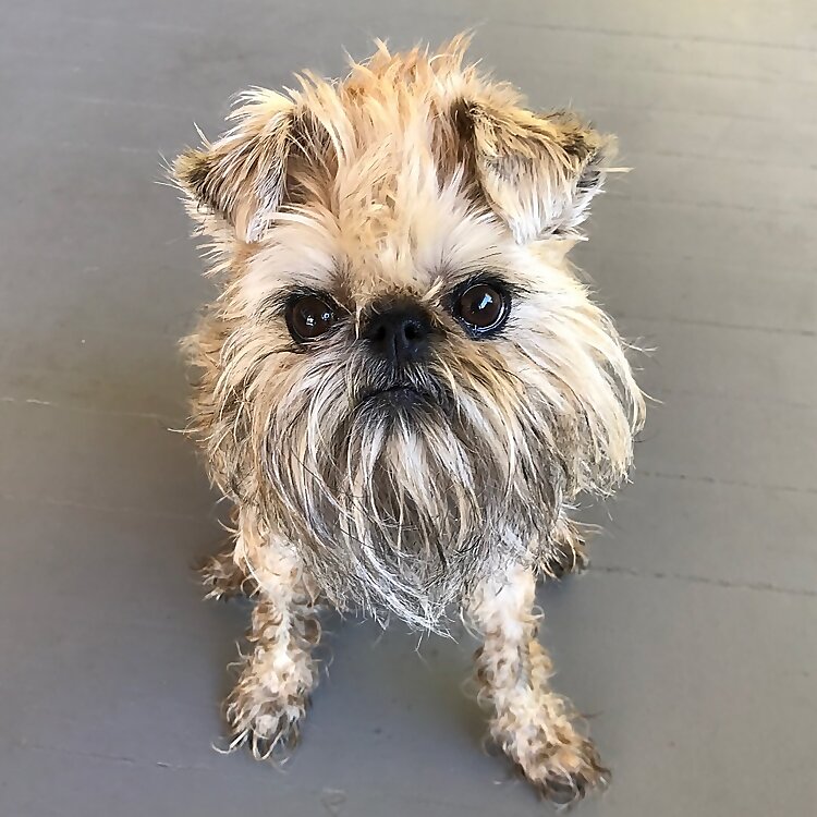 Itty Bitty the Griff