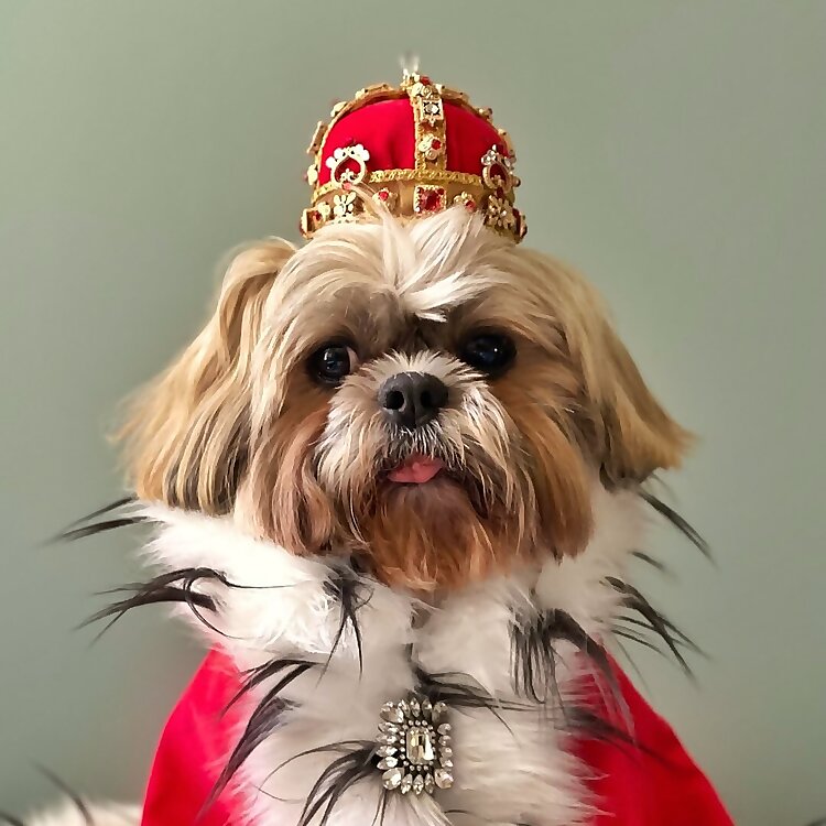 Shihtzu Bros Luigi & Giuseppe