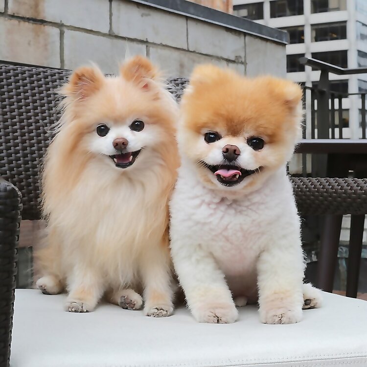 Buddy & Boo