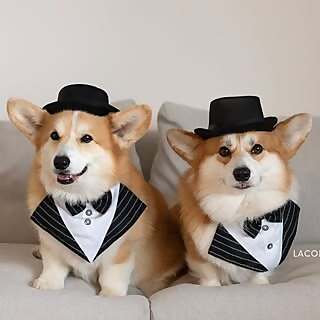 Geordi La Corgi & Scotty