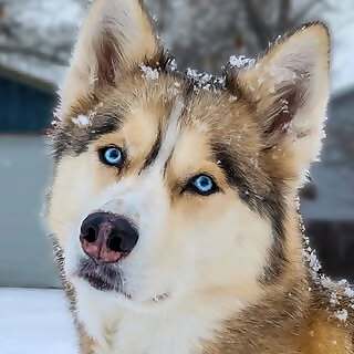 Gone to the Snow Dogs