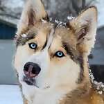 Gone to the Snow Dogs