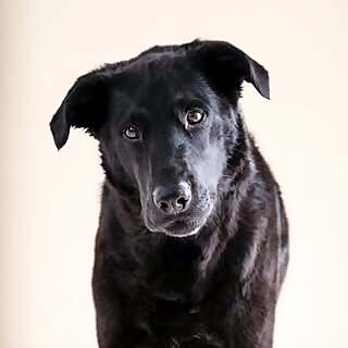 Knox & Bear & Harper