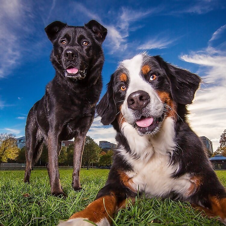 Brandy & Moose