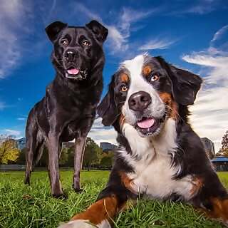 Brandy & Moose