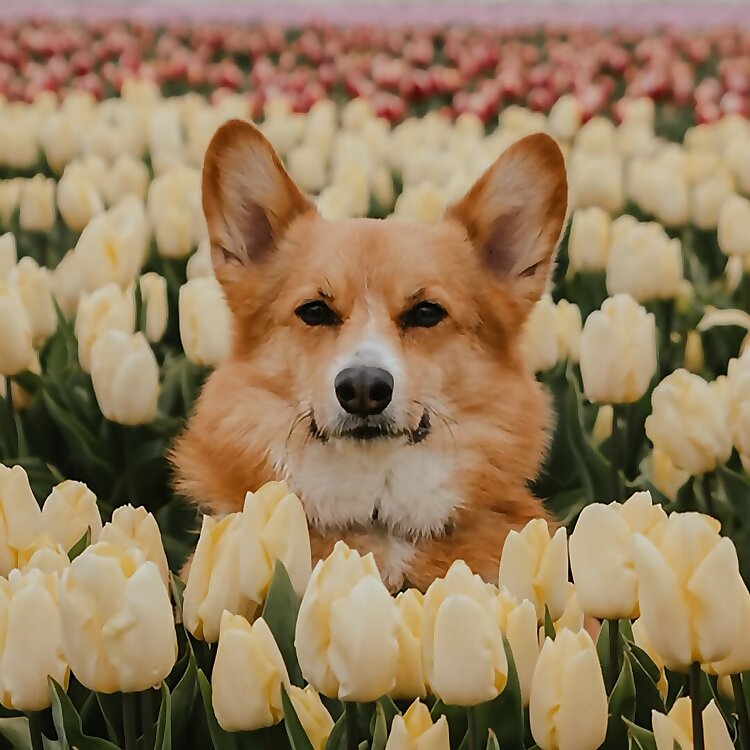 Cooper
