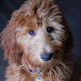 Ellie Lou
