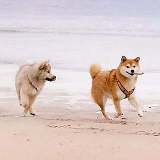 Kubo Shiba