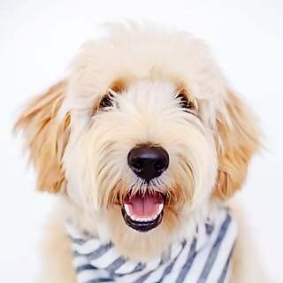 Winston