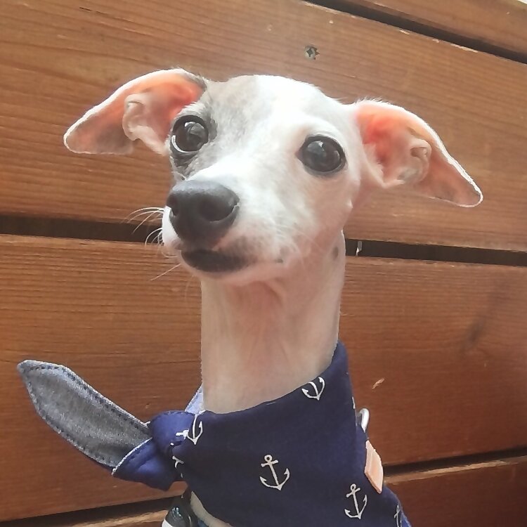 Nola Princess Monkey 