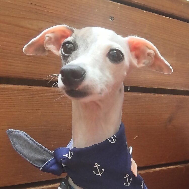 Nola Princess Monkey 