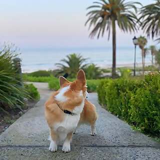 Kip The Corgi