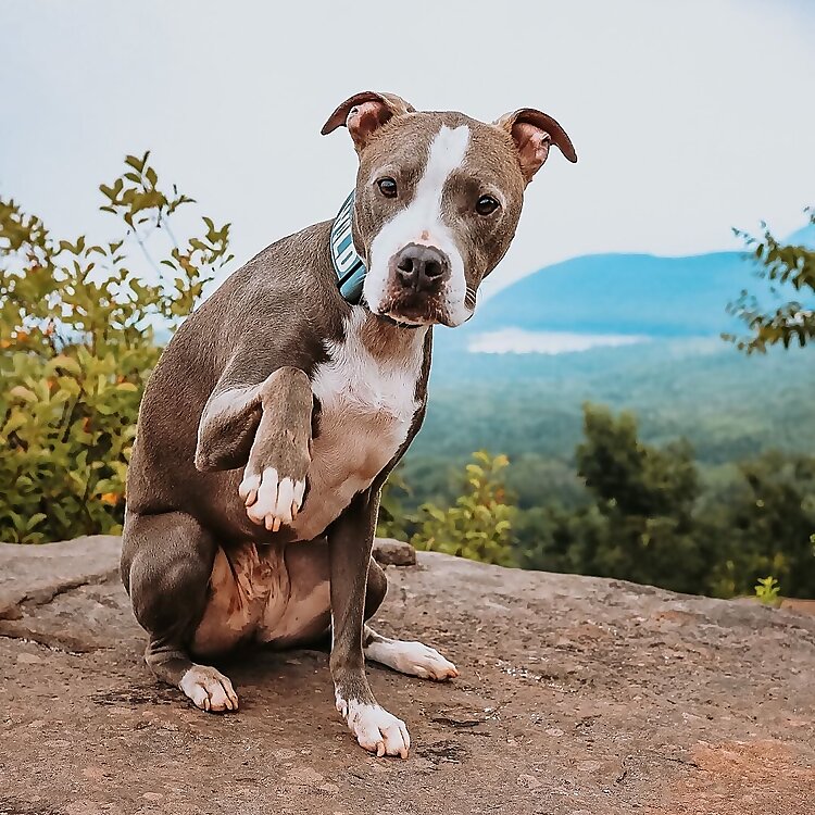 Zeus