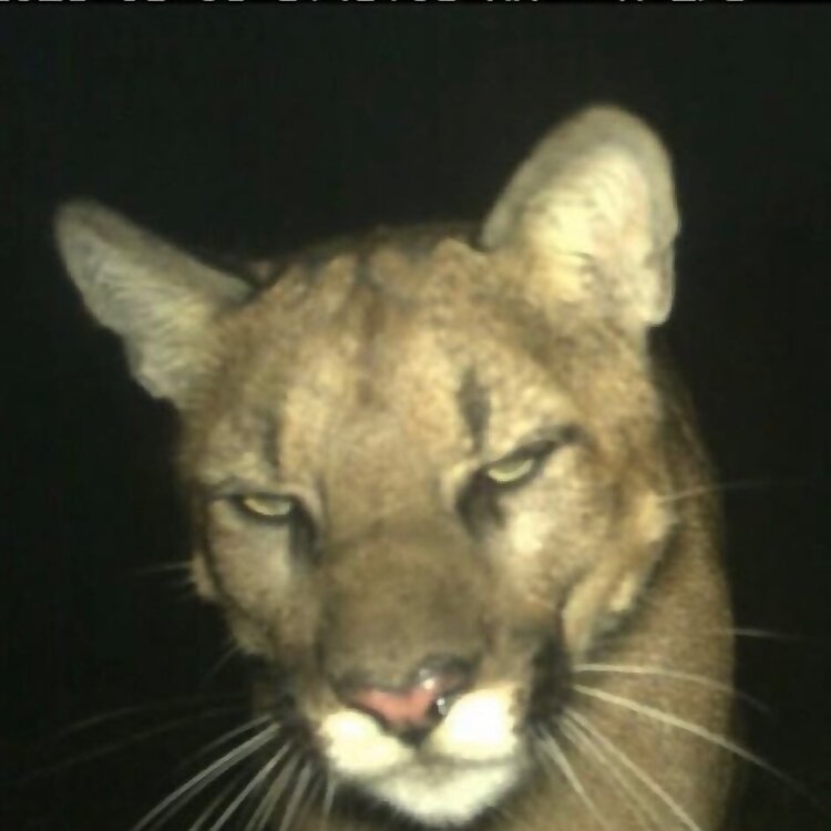 Cameron Jibril Thomaz