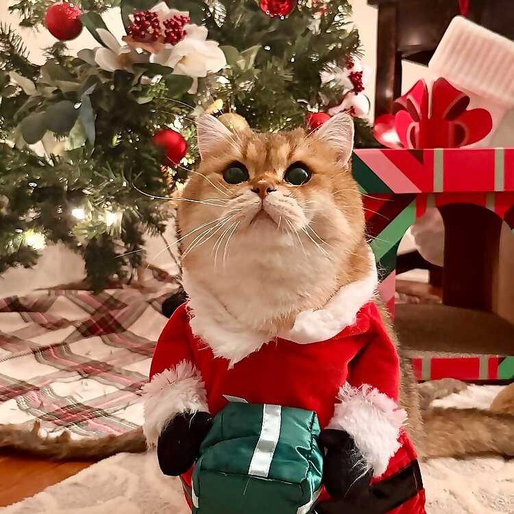 Maple Cat