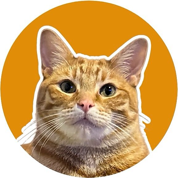 Phillip The Cat
