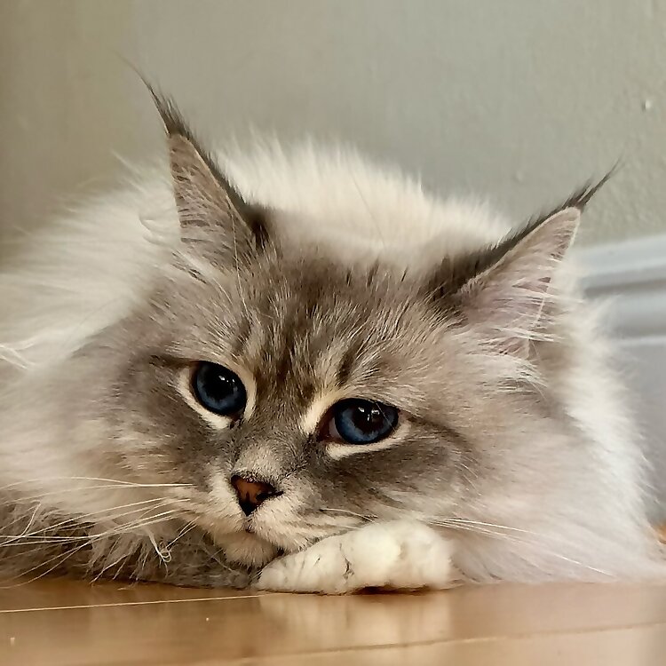 Milla aka Princess Purrina