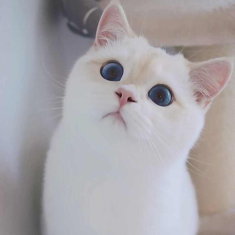Baili