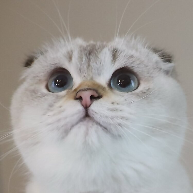 Thunder Folds Cat
