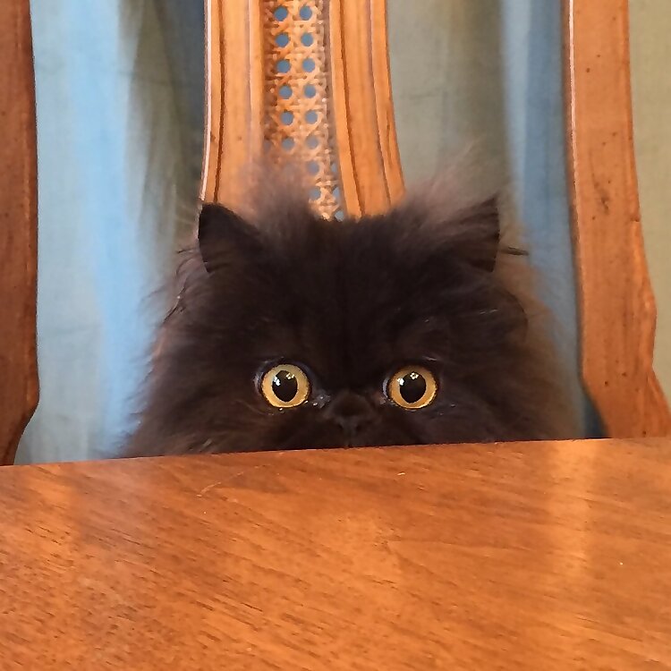 October The Cat