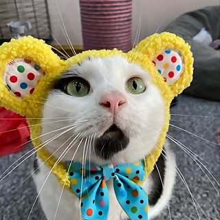 Keith the Cat-Cow