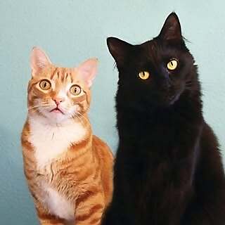 Cole and Marmalade
