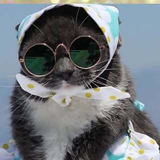 Sunglass Cat 