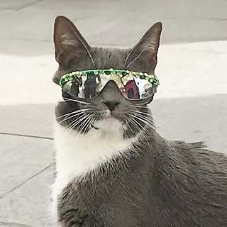 SUNGLASSCAT