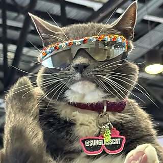 SUNGLASSCAT