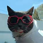 SUNGLASSCAT
