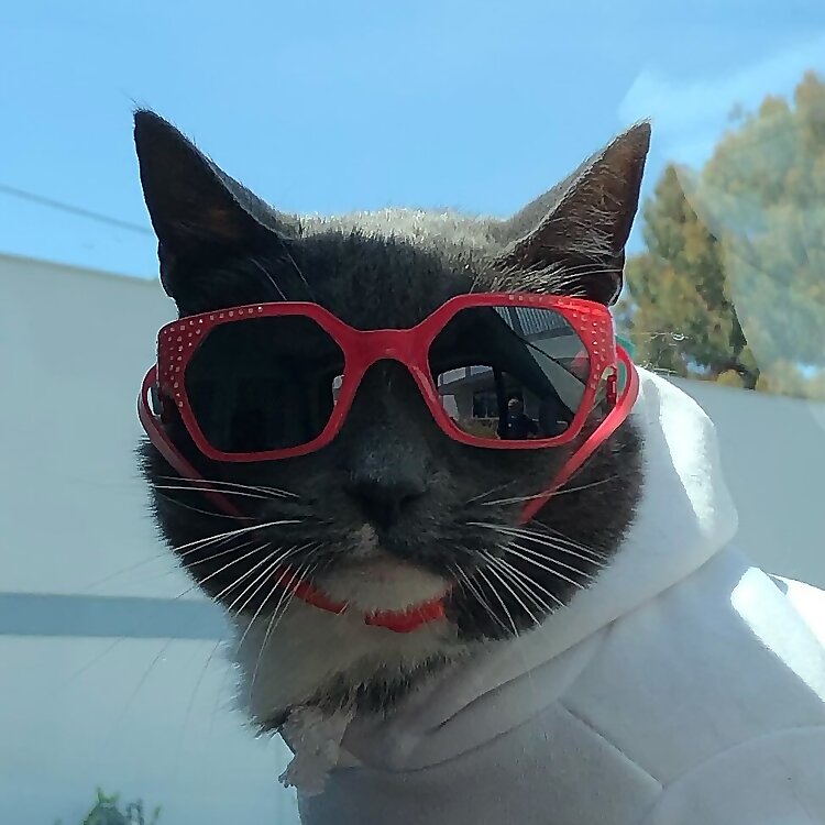 SUNGLASSCAT