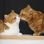 Chataro & Kinako