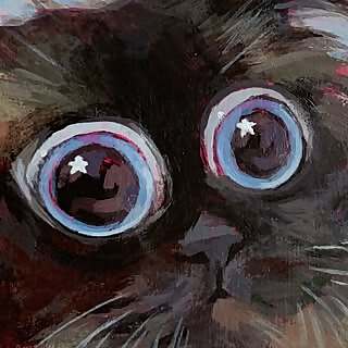 Noodle the friendly cat