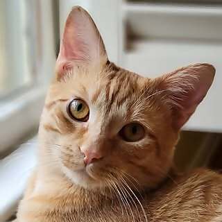 Cheeto
