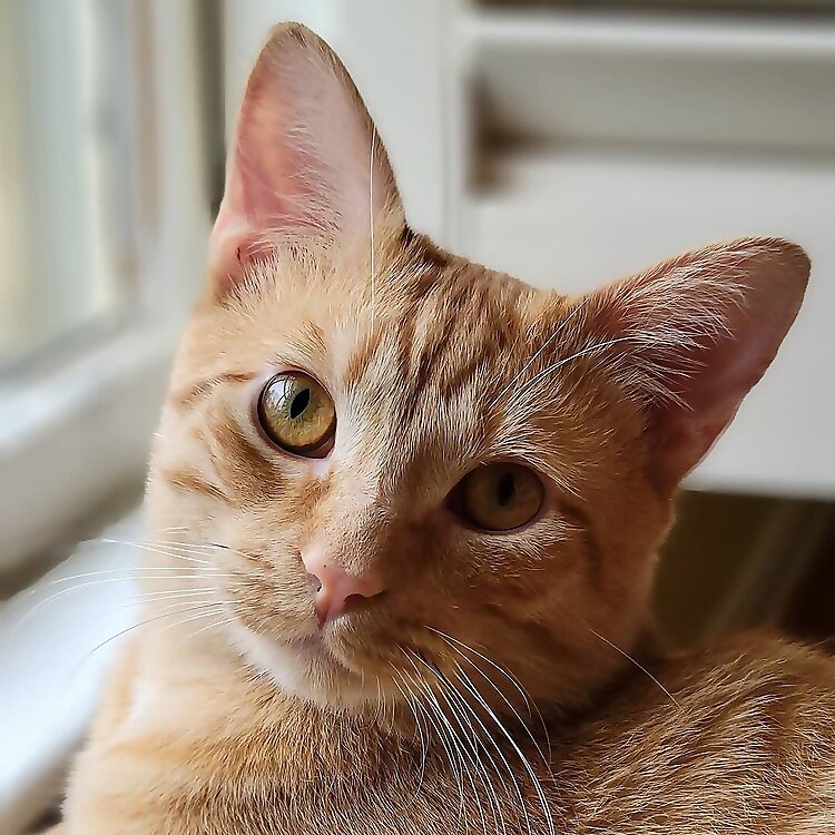 Cheeto