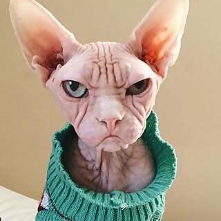Loki the Sphynx