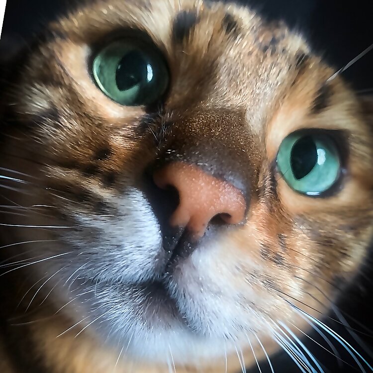 Kazuki Adventure Bengal